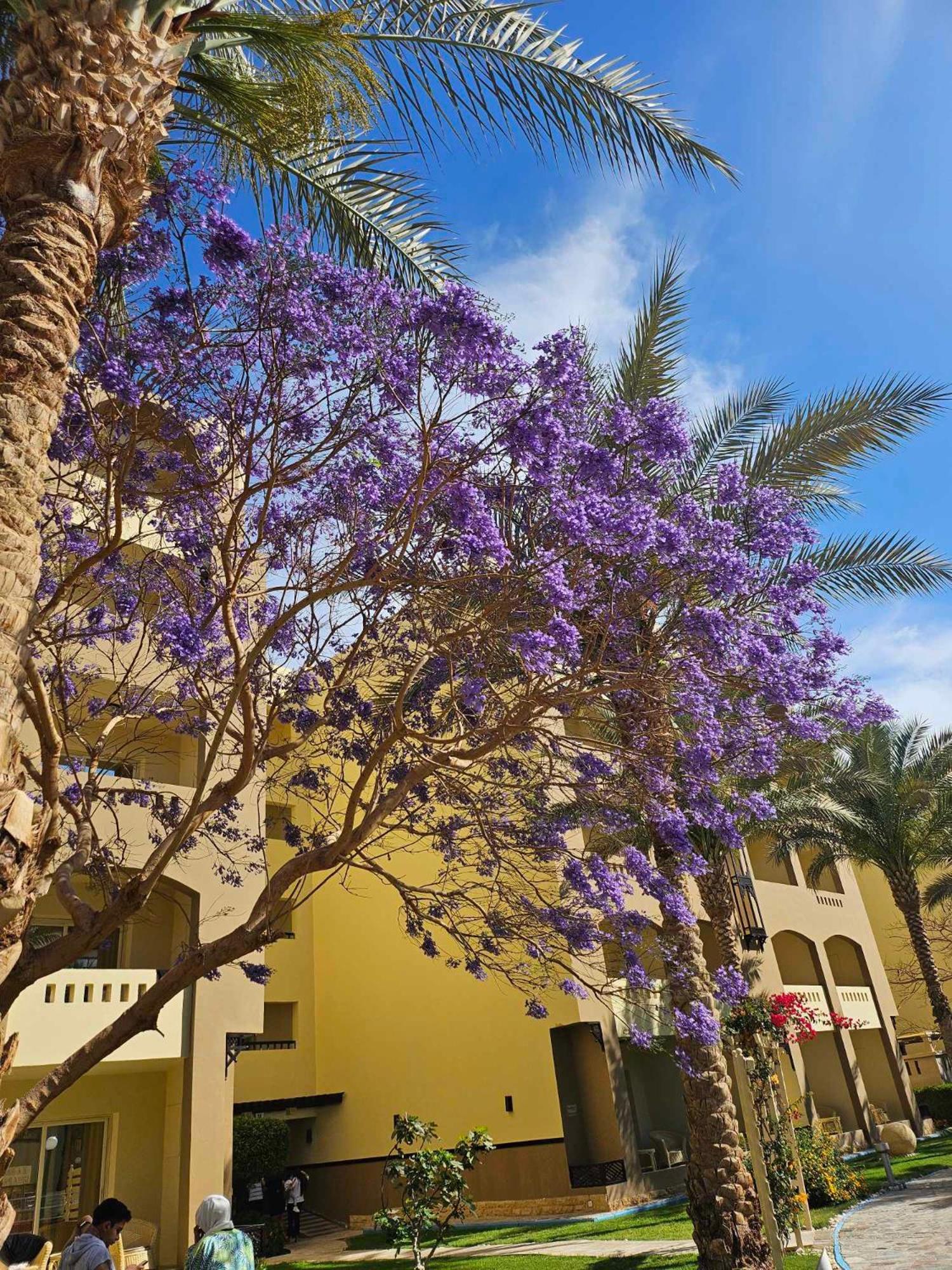 Comfortable Studio In Hotel Karma With Private Beach And Pools Family Only Or Female Hurghada Exteriör bild